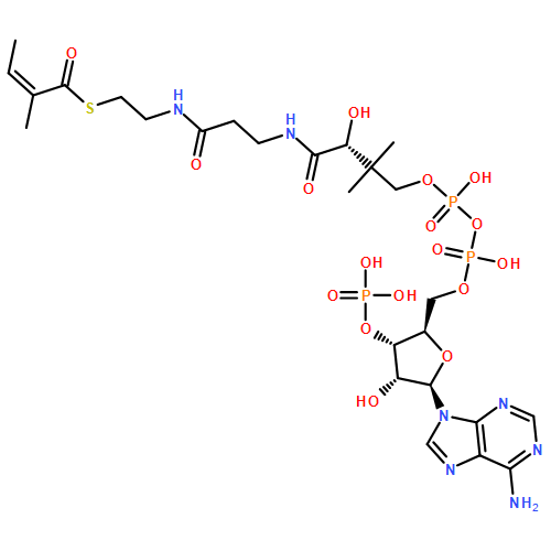 angeloyl-CoA