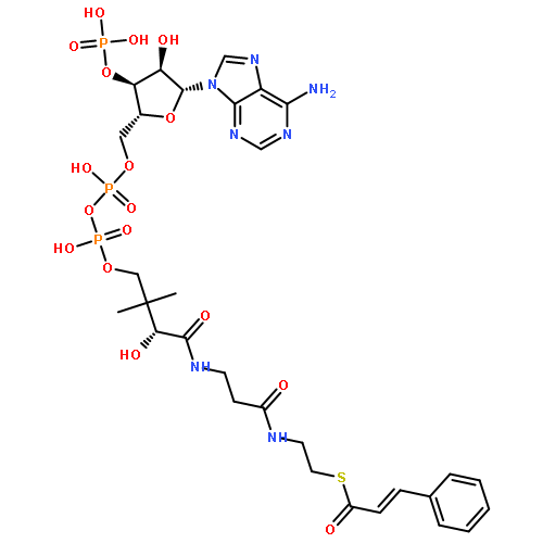 Coenzyme A,S-[(2E)-3-phenyl-2-propenoate]