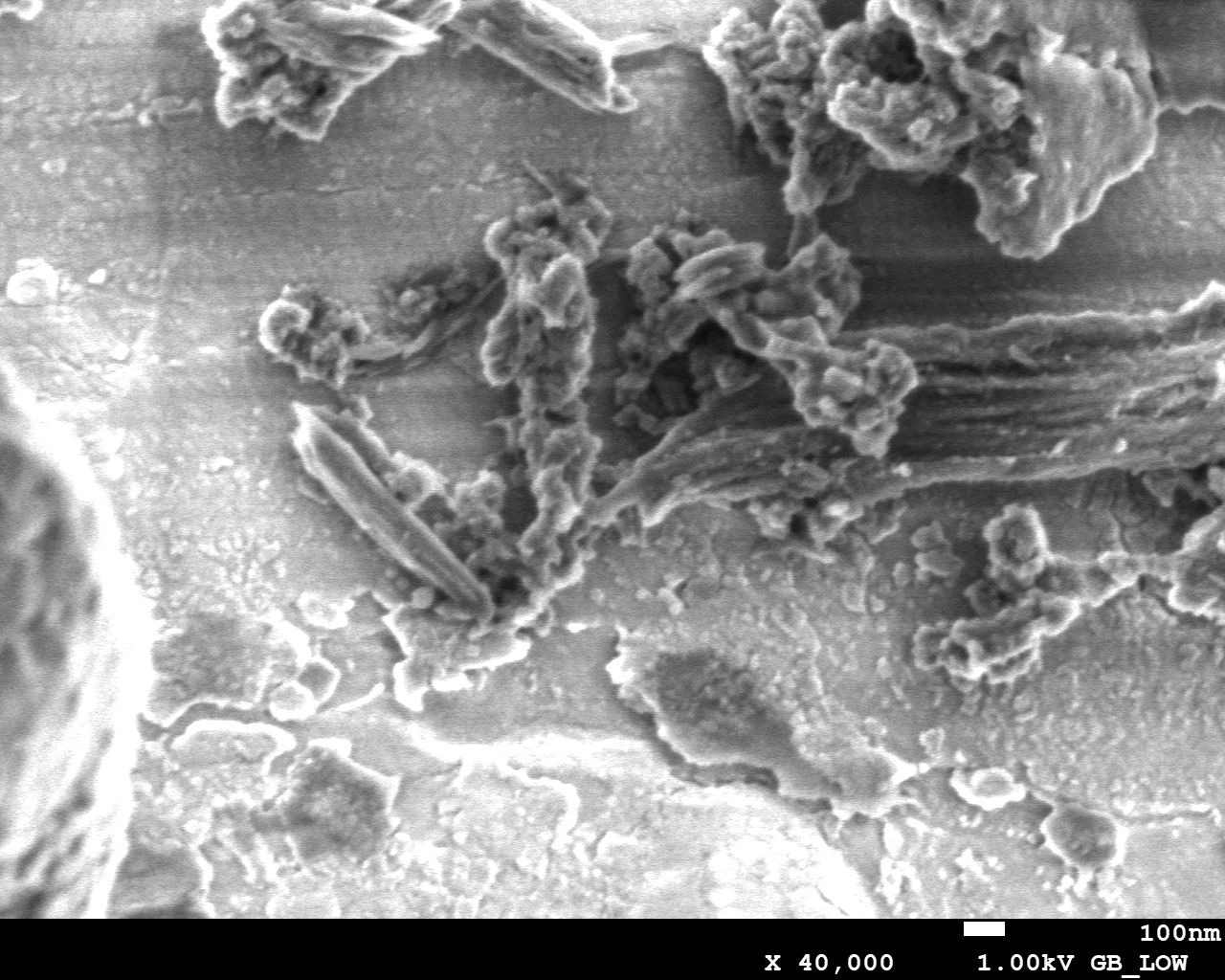 SEM-PICOF-1
