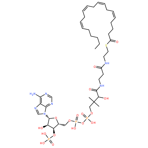 Arachidonoyl CoA